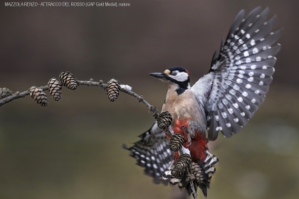 MAZZOLA - RENZO - ATTRACCO - DEL - ROSSO - GAP - Gold - Medal - Nature