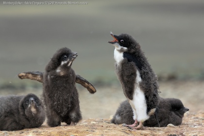 Meinberg - Volker - Adelie - Penguins - 12 - GAP - Honorable - Mention - Nature