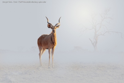 Stenger - Chris - Kudu - 1 - GAP - Honorable - Mention - Open - Color